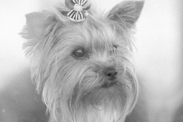 Produits d'hygiène et de soins pour animaux : le guide essentiel