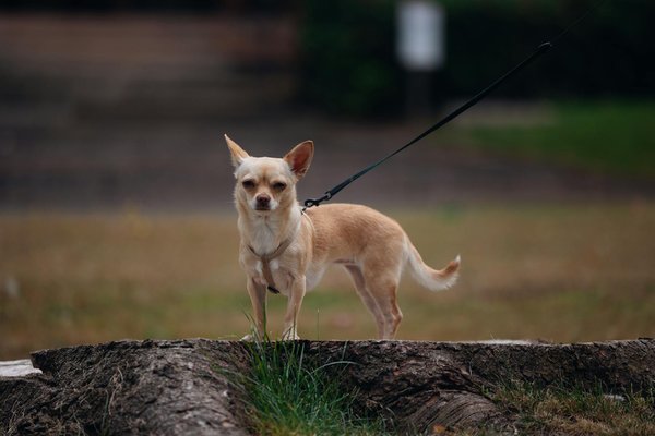 Découvrez l'école d'ostéopathie animale : formations adaptées !