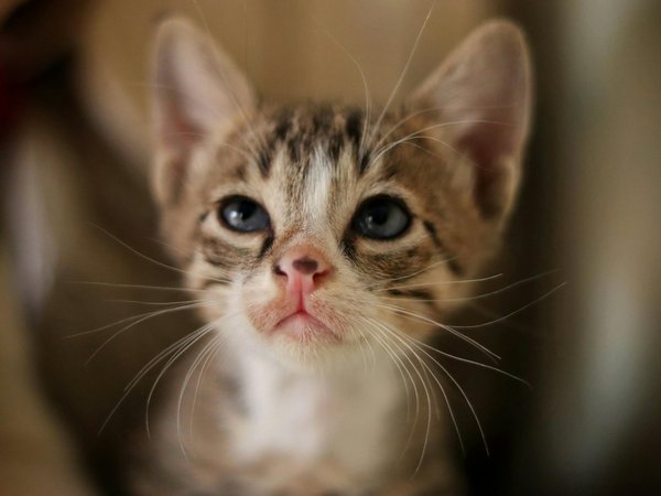 Achetez les meilleurs antiparasitaires pour chien en ligne !