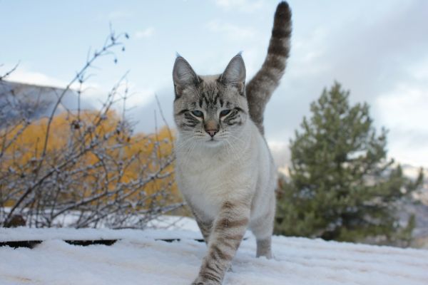 Avalanche furtive : la vie secrète des chats des neiges