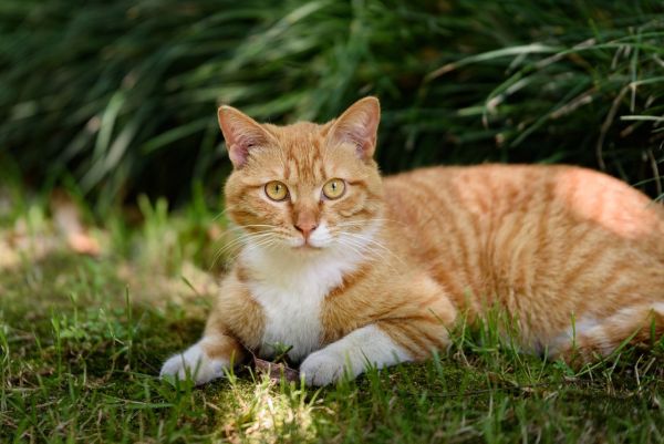 Guide complet sur le bien-être des chats : astuces essentielles