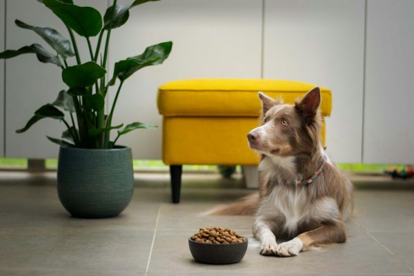 Labellisation de la nourriture pour chien : ce qu'il faut savoir