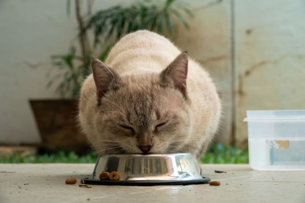 L'alimentation féline et l'obésité: comprendre les liens