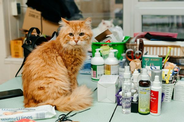 Le guide ultime pour prendre soin de votre chat domestique