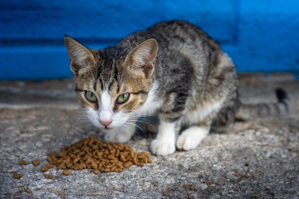 Les meilleures marques d'alimentation pour chats