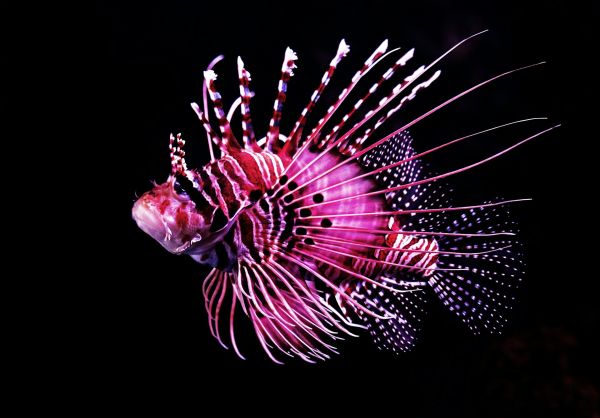 Les poissons les plus rares des océans