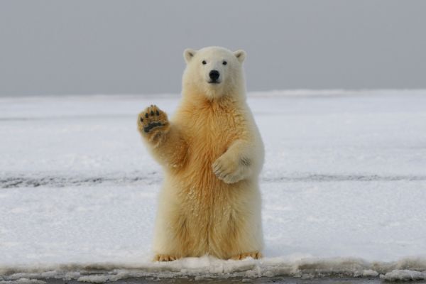 Rencontre avec les ours polaires : Le roi de l'Arctique