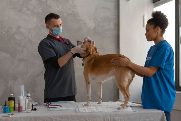 Top indispensables d’hygiène et de soins pour vos animaux